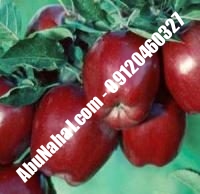 نهال سیب شمیرانی پایه مالینگ | ابونهال ۰۹۱۲۰۴۶۰۳۲۷