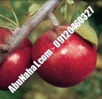نهال سیب فوجی شناسنامه دار | ابونهال ۰۹۱۲۰۴۶۰۳۲۷
