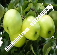 نهال سیب لبنان زرد پایه مالینگ | ابونهال ۰۹۱۲۰۴۶۰۳۲۷