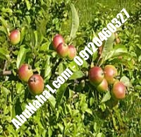 نهال سیب مربایی مشهد پایه مالینگ | ابونهال ۰۹۱۲۰۴۶۰۳۲۷