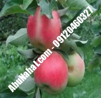 نهال سیب گلاب شناسنامه دار | ابونهال ۰۹۱۲۰۴۶۰۳۲۷