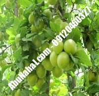 نهال گوجه سبز اذرشهر شناسنامه دار | ابونهال ۰۹۱۲۰۴۶۰۳۲۷