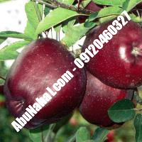 نهال سیب m106 قیمت خرید تهران  09121270623 09121270623