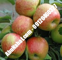 نهال سیب m111 قیمت خرید تهران | ۰۹۱۲۱۲۶۳۵۲۴| ۰۹۱۲۱۲۷۰۶۲۳