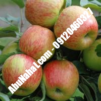 نهال سیب m111 قیمت خرید تهران 09121263524 09121270623