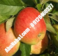 نهال سیب m27 قیمت خرید تهران | ۰۹۱۲۱۲۶۳۵۲۴| ۰۹۱۲۱۲۷۰۶۲۳