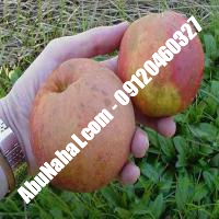 نهال سیب m9 قیمت خرید تهران 09121243597 09121270623