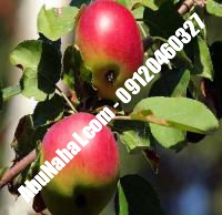 نهال سیب استارکینگ قیمت خرید تهران | ۰۹۱۲۰۳۹۸۴۱۶| ۰۹۱۲۱۲۷۰۶۲۳