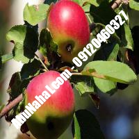 نهال سیب استارکینگ قیمت خرید تهران  09120398416 09121270623