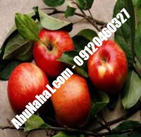 نهال سیب توسرخ قیمت خرید تهران | ۰۹۱۲۰۳۹۸۴۱۶| ۰۹۱۲۱۲۷۰۶۲۳