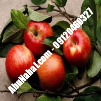 نهال سیب توسرخ قیمت خرید تهران 09120398416 09121270623