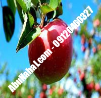 نهال سیب جوناتان قیمت خرید تهران | ۰۹۱۲۱۲۶۳۵۲۴| ۰۹۱۲۱۲۷۰۶۲۳
