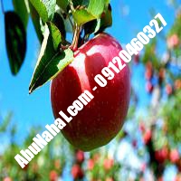 نهال سیب جوناتان قیمت خرید تهران 09121263524 09121270623