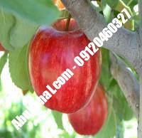 نهال سیب دورنگ فرانسه قیمت خرید تهران | ۰۹۱۲۰۴۶۰۳۲۷| ۰۹۱۲۱۲۷۰۶۲۳