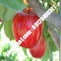 نهال سیب دورنگ فرانسه قیمت خرید تهران 09120460327 09121270623