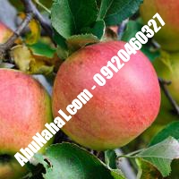 نهال سیب ردمریکال قیمت خرید تهران 09121243597 09121270623