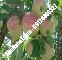 نهال سیب زنور قیمت خرید تهران | ۰۹۱۲۱۲۶۳۵۲۴| ۰۹۱۲۱۲۷۰۶۲۳