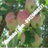 نهال سیب زنور قیمت خرید تهران 09121263524 09121270623