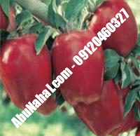 نهال سیب سبز فرانسه قیمت خرید تهران | ۰۹۱۲۱۲۷۰۶۲۳