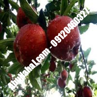 نهال سیب سیاه قیمت خرید تهران 09121270623