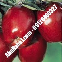 نهال سیب شمیرانی قیمت خرید تهران 09120460327 09121270623