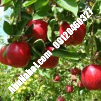 نهال سیب فرانسوی قیمت خرید تهران  09121243597 09121270623