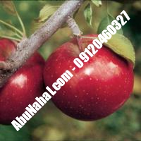 نهال سیب فوجی قیمت خرید تهران 09120398416 09121270623