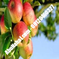 نهال سیب قندک قیمت خرید تهران 09121243597 09121270623