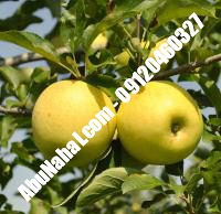 نهال سیب لبنان زرد قیمت خرید تهران | ۰۹۱۲۱۲۷۰۶۲۳