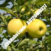 نهال سیب لبنان زرد قیمت خرید تهران 09121270623
