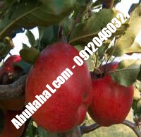 نهال سیب لبنان قرمز قیمت خرید تهران | ۰۹۱۲۱۲۶۳۵۲۴| ۰۹۱۲۱۲۷۰۶۲۳