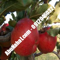 نهال سیب لبنان قرمز قیمت خرید تهران 09121263524 09121270623