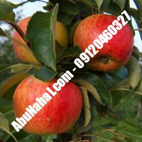 نهال سیب مربایی مشهد قیمت خرید تهران 09121270623