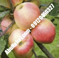 نهال سیب مک اینتاش قیمت خرید تهران | ۰۹۱۲۱۲۴۳۵۹۷| ۰۹۱۲۱۲۷۰۶۲۳