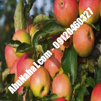 نهال سیب پاکوتاه قیمت خرید تهران 09121263524 09121270623