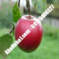 نهال سیب پایه مالینگ قیمت خرید تهران 09121270623