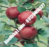 نهال سیب پایه کوتاه قیمت خرید تهران | ۰۹۱۲۰۴۶۰۳۲۷| ۰۹۱۲۱۲۷۰۶۲۳