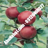 نهال سیب پایه کوتاه قیمت خرید تهران 09120460327 09121270623