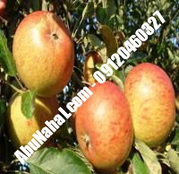 نهال سیب کاکس ارنج قیمت خرید تهران | ۰۹۱۲۱۲۶۳۵۲۴| ۰۹۱۲۱۲۷۰۶۲۳