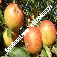 نهال سیب کاکس ارنج قیمت خرید تهران 09121263524 09121270623