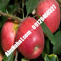 نهال سیب گالا قیمت خرید تهران 09120460327 09121270623