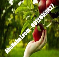 نهال سیب گلاب کهنز قیمت خرید تهران | ۰۹۱۲۰۴۶۰۳۲۷| ۰۹۱۲۱۲۷۰۶۲۳