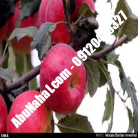 نهال سیب گلدن دلشیز قیمت خرید تهران 09120460327 09121270623