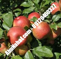 نهال سیب گلشاهی قیمت خرید تهران | ۰۹۱۲۱۲۷۰۶۲۳