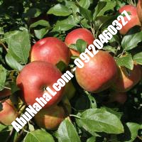 نهال سیب گلشاهی قیمت خرید تهران  09121270623